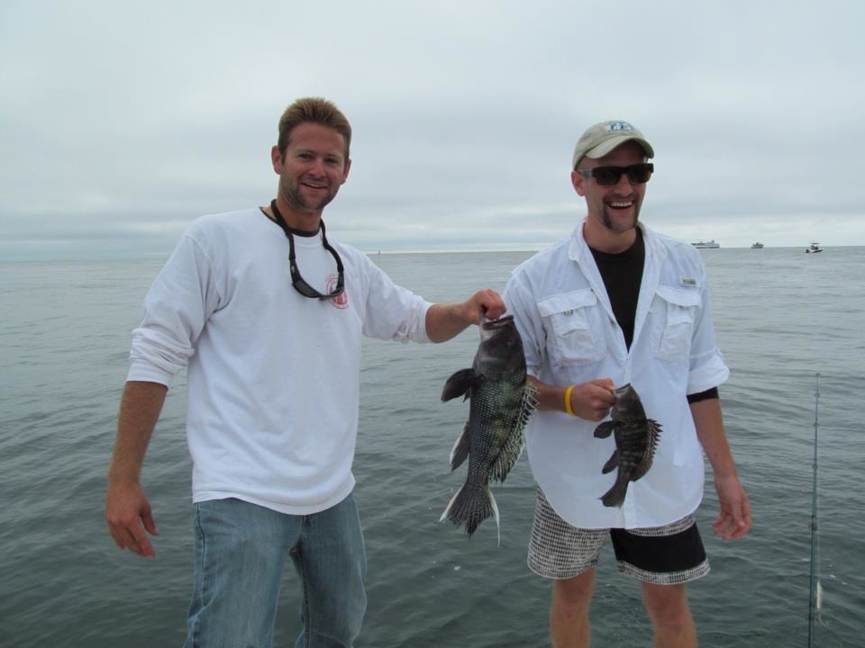 Black Sea Bass — Cape Cod Fishing Reports - Sports Port Bait and